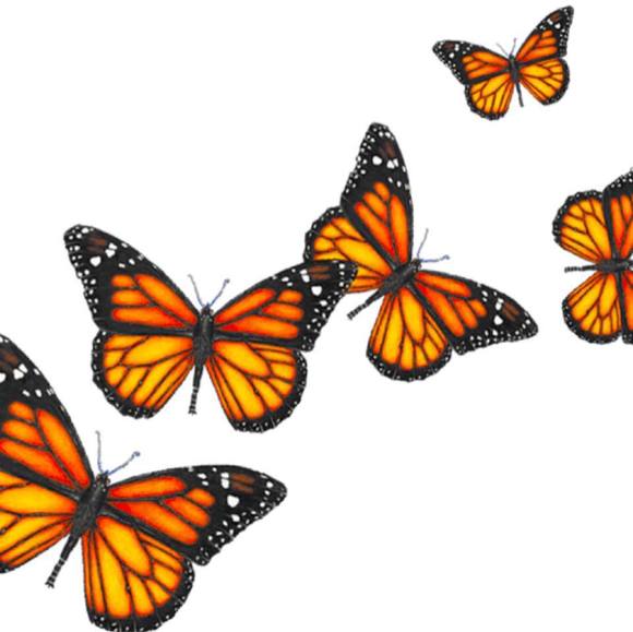 Meet your Posher, Cassandra - Picture 1 of 1